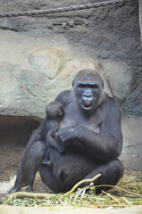 Gorilla - (Gorilla gorilla) in Frankfurt zoo