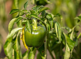 Close-up of paprika on a plant