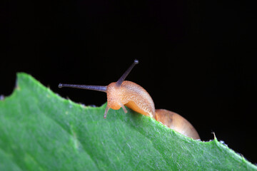 The snail crawls on the green leaves