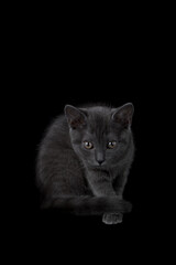 
Beautiful gray cat on a black background.