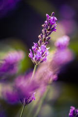 Beautiful closeup of lavender flowers in the garden. Sweet scented natural, vegan ingredient