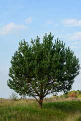 Majestic and one in the field oak, a symbol of strength and majesty, ecology on the planet, steppe and tree.