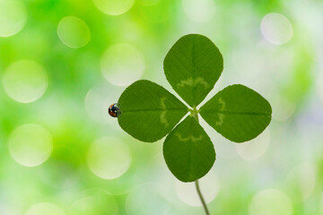 四つ葉のクローバとてんとう虫