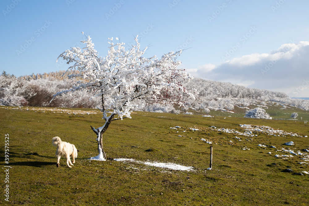 Wall mural beautiful winter landscape with frosty trees