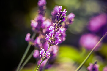 Beautiful closeup of lavender flowers in the garden. Sweet scented natural, vegan ingredient