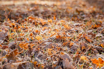Autumn leaves with frost macro