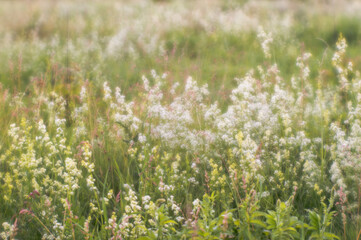 Blurred natural background. Flowering herbs with inflorescences of small white flowers in full bloom.