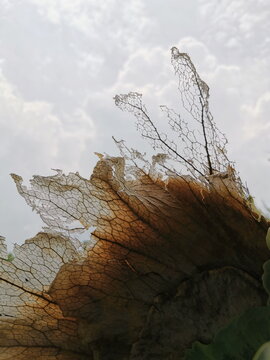 Scenery of white clouds and a dead plant of Platycerium bifurcatum (the elkhorn fern native from Java). This species called Paku Tanduk Rusa in Indonesia. The art from a dead of Platycerium bifurcatum