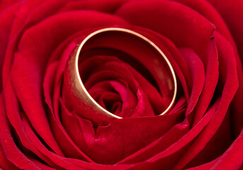 Gold ring in the colors of red roses.