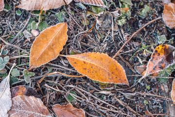 Autumn leaves with frost macro