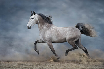 Naklejka na ściany i meble Grey iberian horse run free on desert dust
