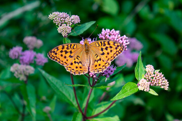Italy, Trentino, Garda Lake - 26 July 2020 - View of a beautiful butterfly on a flower