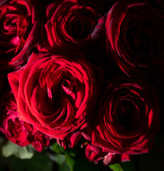 Red rose flowers as background.