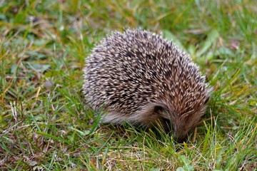 European hedgehog, in Latin called Erinaceus europaeus, looking for food on a late autumn day. 