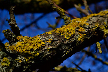 wild moss on tree branches in the sun