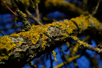 wild moss on tree branches in the sun