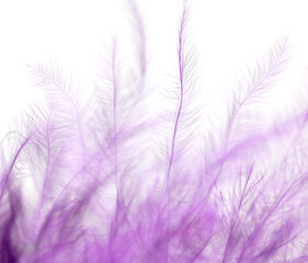 Fototapeta premium Purple feather isolated on white background.
