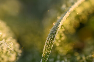 drops of dew on the grass hoarfrost