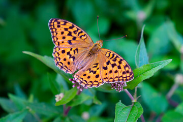 Italy, Trentino, Garda Lake - 26 July 2020 - A wonderful butterfly rested on a flower