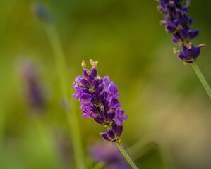 Beautiful closeup of lavender flowers in the garden. Sweet scented natural, vegan ingredient