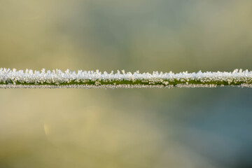 grass in the morning hoarfrost