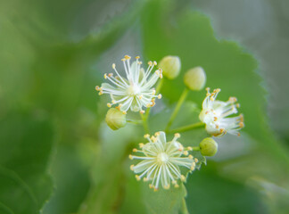 Beautiful linden tree blossoms in the summer. Medicinal, herbal, vegan, organic tea.