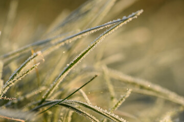 Fototapeta premium grass in the morning hoarfrost