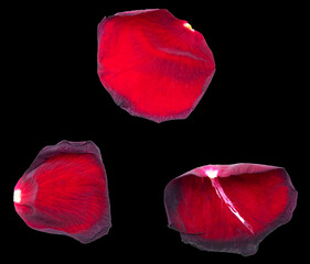 Red rose petals isolated on black
