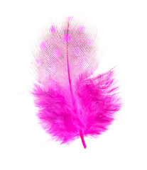 Pink feather isolated on white background.
