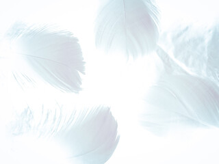 Beautiful abstract soft blue feathers on white background, white feather texture on white theme, brown background, white texture wallpaper, love theme wedding, valentines day