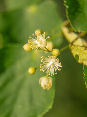 Beautiful linden tree blossoms in the summer. Medicinal, herbal, vegan, organic tea.