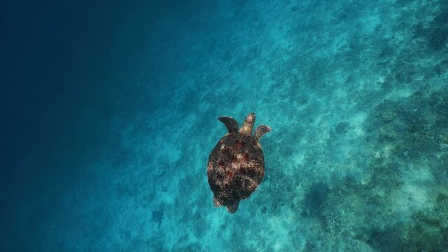 Concept of underwater relaxation and entertainment on vacation. Scuba diving green turtle eating planktone in sea alone. Large beautiful sea turtle swims in blue water. Marine in the wildlife.