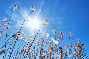 Reeds against the blue sky. Hot winter sun on a sunny day. The sun shines through the tall grass like trees.