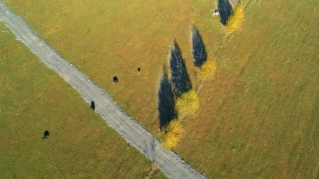 Aerial video from drone. Wonderful autumn landscape with a view of mea and grazing farm cows. Xindu bridge,Ganzi Tibetan Autonomous Prefecture,China
