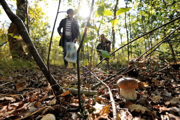 mushroom harvest in the forest
