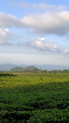 Fototapeta na wymiar Tea Plantation and Landscape