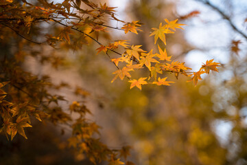 Close view of yellow maple leaves during autumn time.