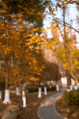 Fototapeta na wymiar Close view of yellow maple leaves during autumn time.