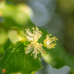 Beautiful linden tree blossoms in the summer. Medicinal, herbal, vegan, organic tea.