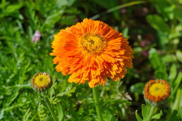 Orange terry calendula (Lat. Calendula officinalis) blooms in the summer garden
