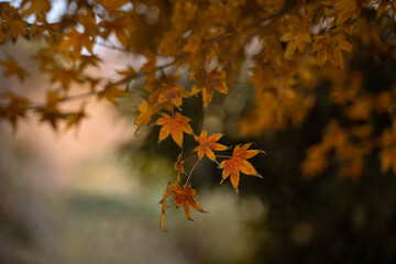 Close view of yellow maple leaves during autumn time.