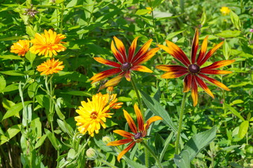 Rudbeckia and calendula (Lat. Calendula officinalis) flowers on a flower bed in a summer garden