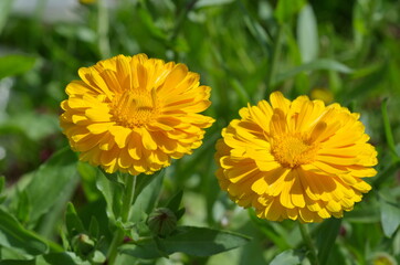 Yellow flowers of calendula (Lat. Calendula officinalis) close-up