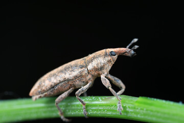 Weevil on green leaves, North China Plain
