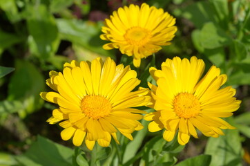 Blooming calendula, or marigold (Lat. Calendula officinalis) in the garden close-up