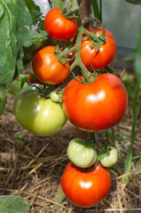 Maturing tomatoes in the greenhouse close-up