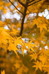 Close view of yellow maple leaves during autumn time.