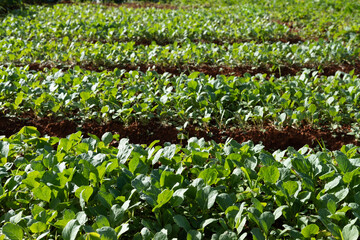 Green leaf crop nursery, seedling