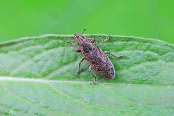 Weevil on green leaves, North China Plain