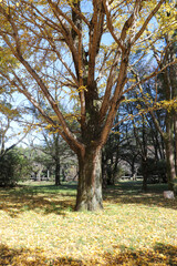 Fototapeta premium 秋 銀杏 イチョウ 葉っぱ 紅葉 枯れ葉 